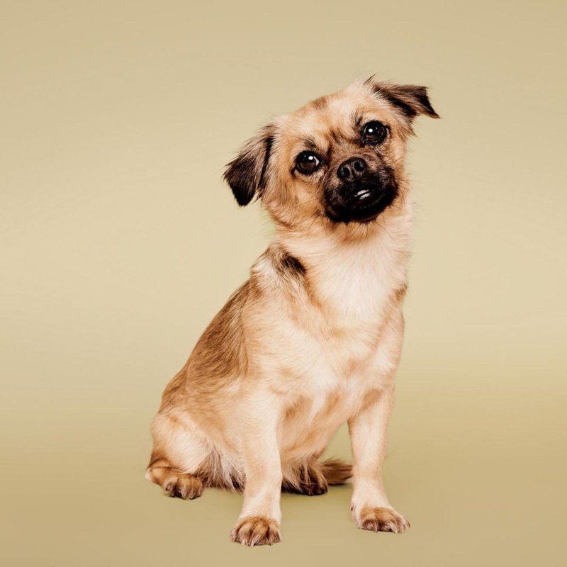 Paul Mitchell Pet Soothing Oatmeal No-Rinse Shampoo Foam 8.5 Oz