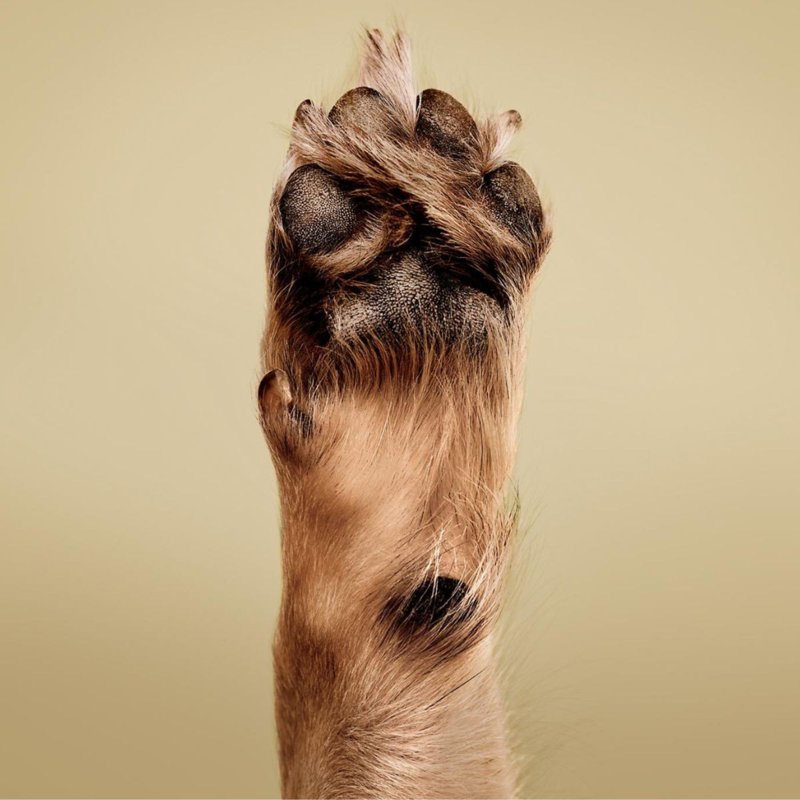 Paul Mitchell Pet Soothing Oatmeal No-Rinse Shampoo Foam 8.5 Oz