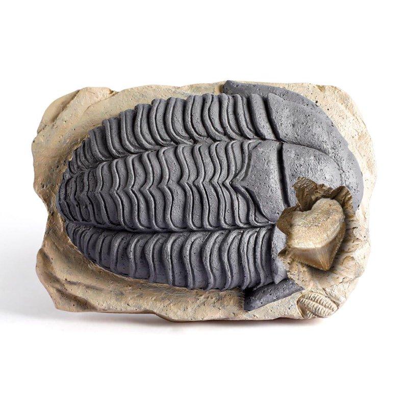 Piano Potato Mega Fossil Dig Kit - Dig Up 12 Real Fossils Including Sharks Dinosaurs & Ammonites - Archaeology Paleontology Science STEM Gift For Kids Ages 6-12