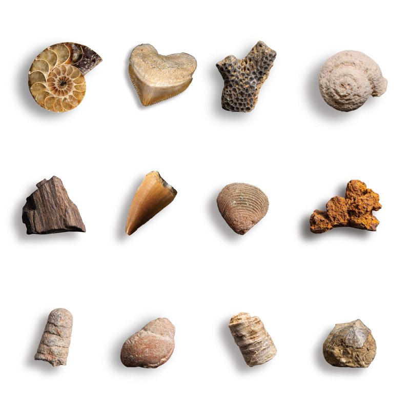 Piano Potato Mega Fossil Dig Kit - Dig Up 12 Real Fossils Including Sharks Dinosaurs & Ammonites - Archaeology Paleontology Science STEM Gift For Kids Ages 6-12