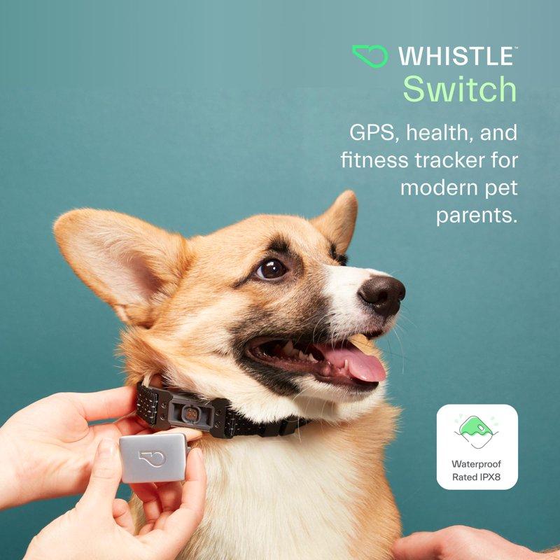 Whistle Switch Smart Collar Kit - GPS Location Health & Fitness - Waterproof GPS Pet Tracker With Interchangeable Batteries Shadow (Black) S/M