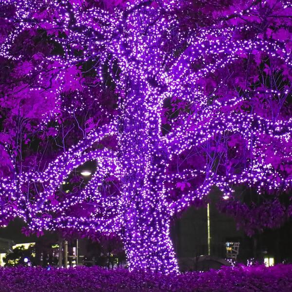 Wintergreen Lighting 24 Ft. 70-Light Purple 5 Mm LED Mini Light Set
