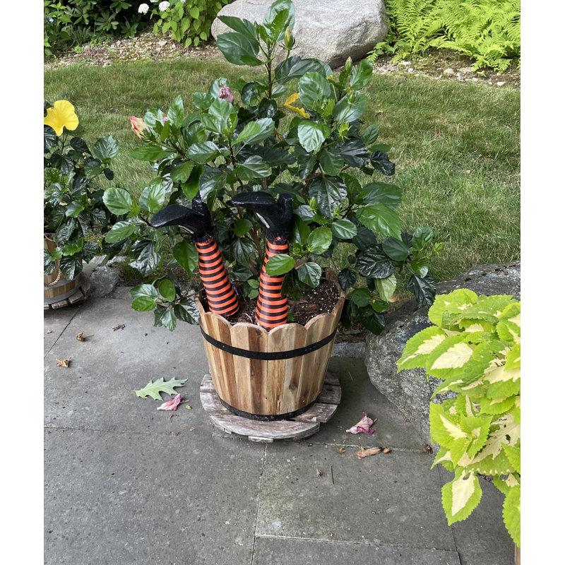 Wayfair 18" Halloween Pair Of Witch Legs Garden Stake