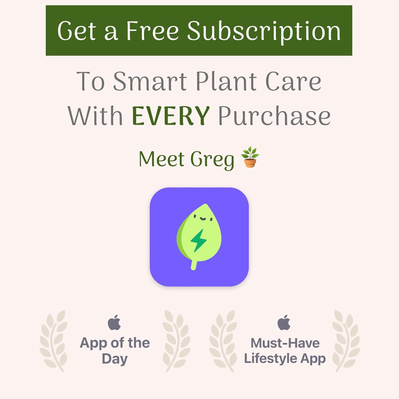 Wayfair American Plant Exchange Cast Iron Plant Large Live Houseplant 10-Inch Pot Easy Care Thrives On Neglect Indoor & Outdoor Use