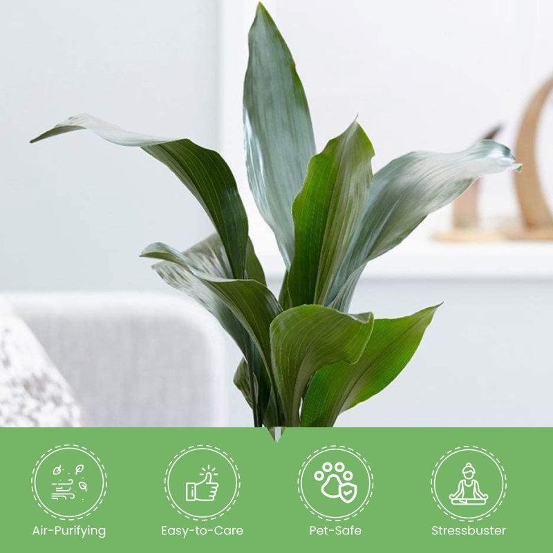 Wayfair American Plant Exchange Cast Iron Plant Large Live Houseplant 10-Inch Pot Easy Care Thrives On Neglect Indoor & Outdoor Use