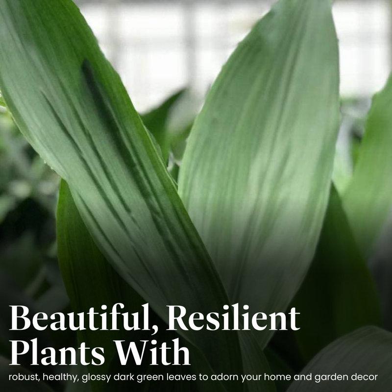 Wayfair American Plant Exchange Cast Iron Plant Large Live Houseplant 10-Inch Pot Easy Care Thrives On Neglect Indoor & Outdoor Use