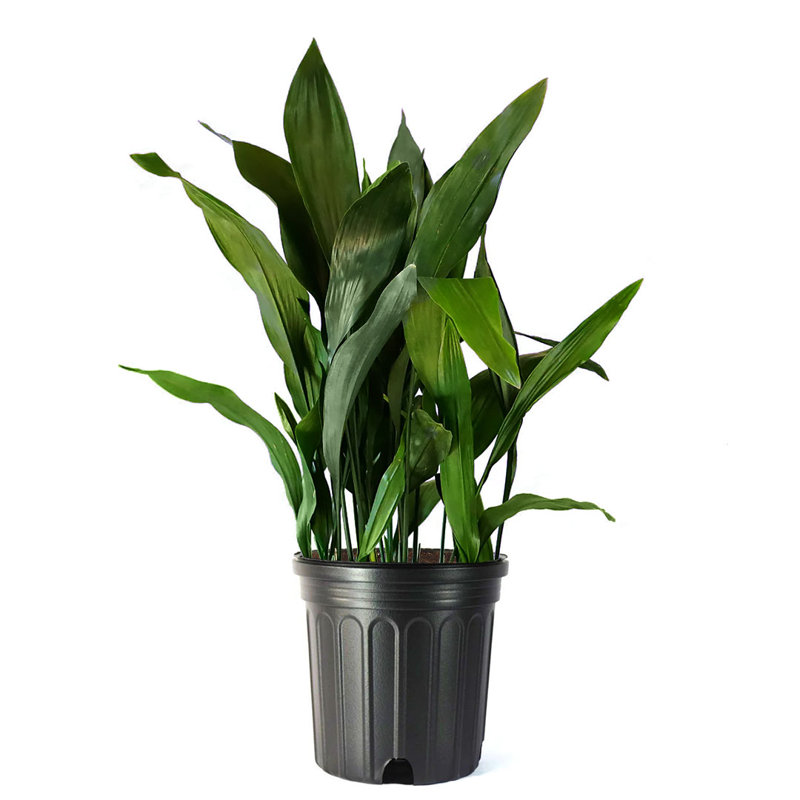 Wayfair American Plant Exchange Cast Iron Plant Large Live Houseplant 10-Inch Pot Easy Care Thrives On Neglect Indoor & Outdoor Use