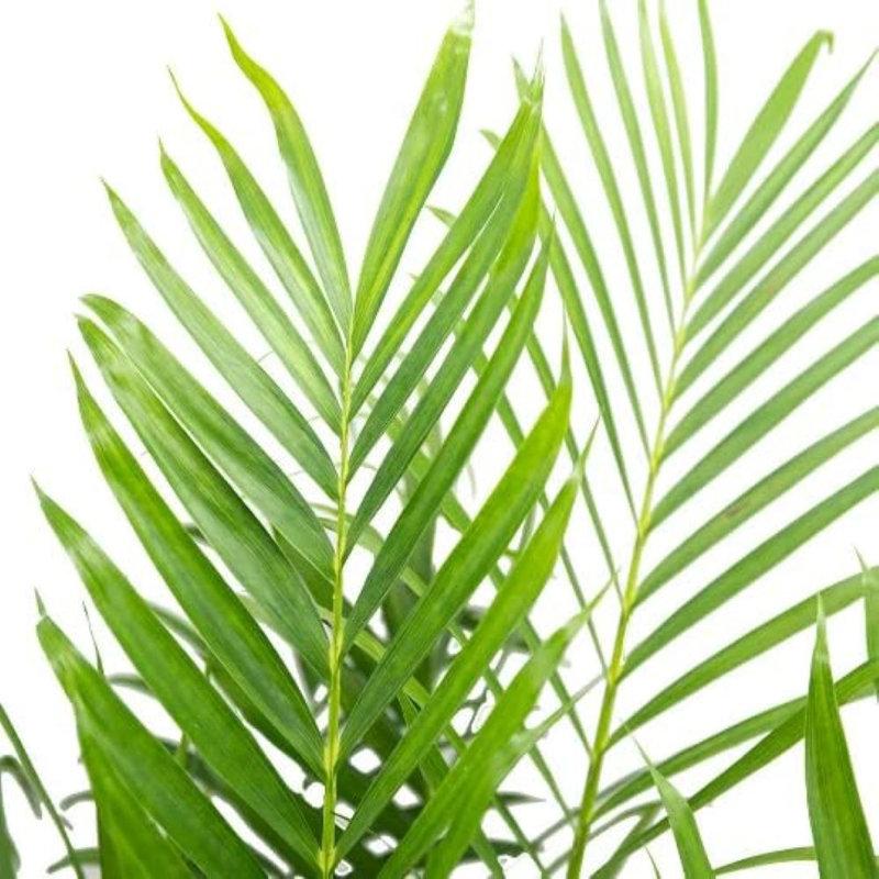 Wayfair American Plant Exchange Cat Palm Tree Large Live Plant 10-Inch Pot Easy Care Low Light Houseplant