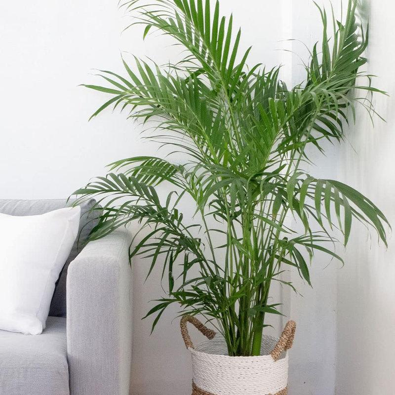 Wayfair American Plant Exchange Cat Palm Tree Large Live Plant 10-Inch Pot Easy Care Low Light Houseplant