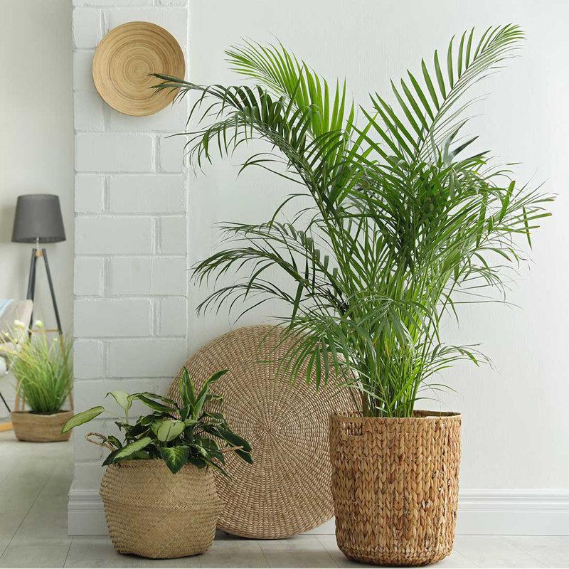 Wayfair American Plant Exchange Cat Palm Tree Large Live Plant 10-Inch Pot Easy Care Low Light Houseplant
