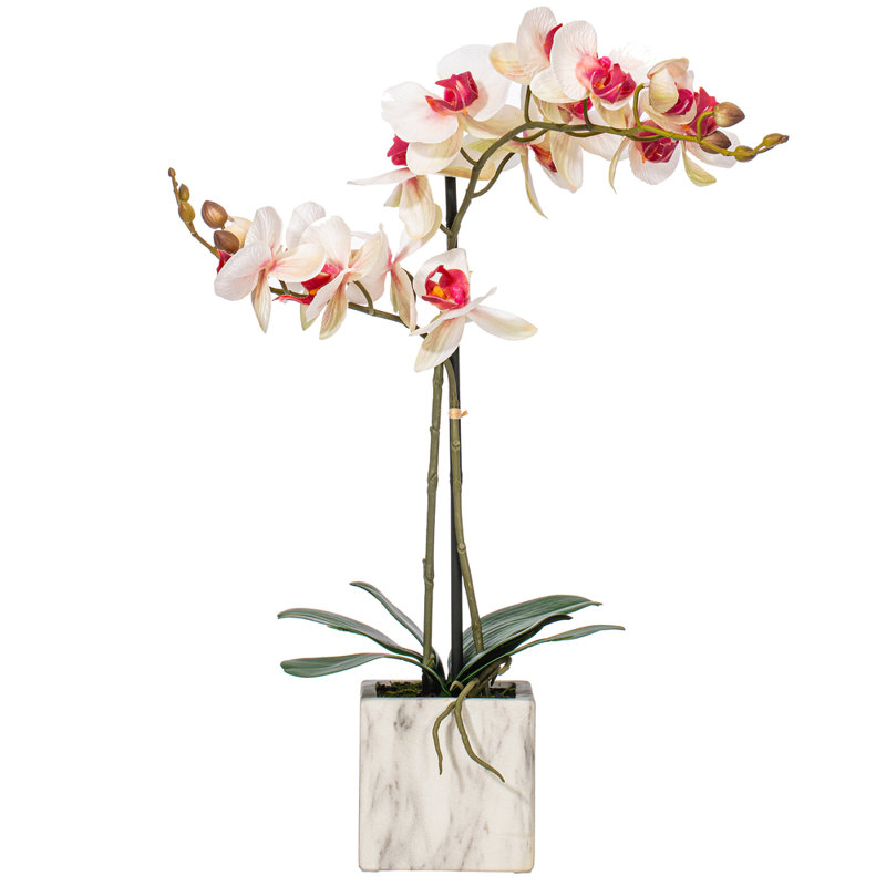 Wayfair Karelis 22" Artificial Potted Real Touch Phalaenopsis