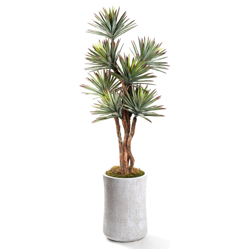 Wayfair 8' Agave Tree in White Weston Planter