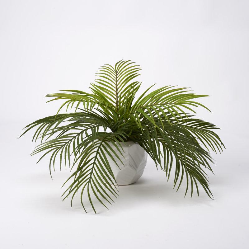 Wayfair Kathie Hawaiian Palm In Ceramic Planter