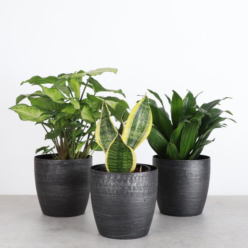 Wayfair Live Low Light Houseplant Set Of 3