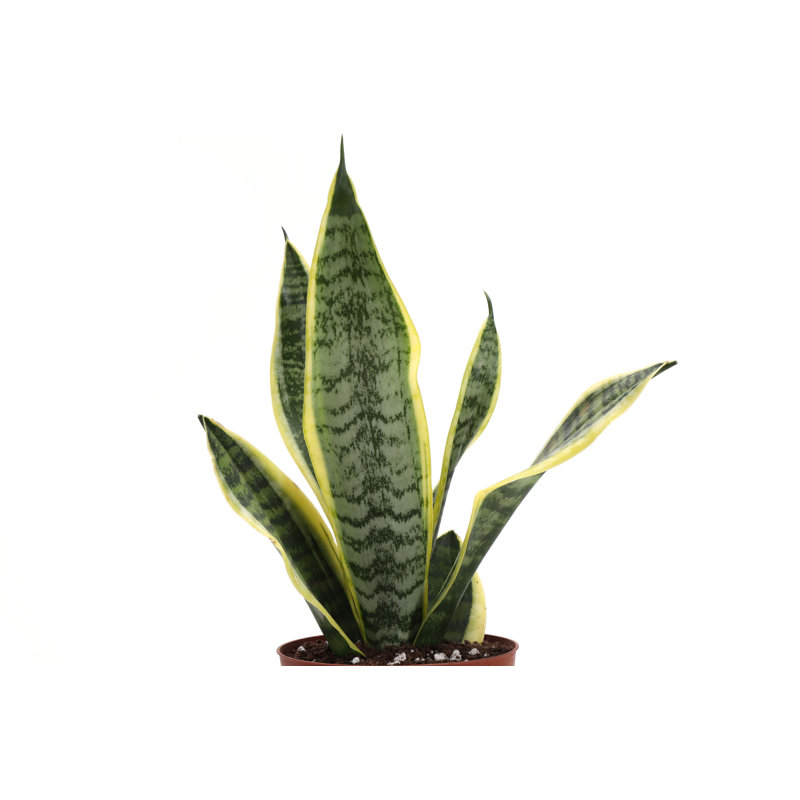Wayfair Live Low Light Houseplant Set Of 3