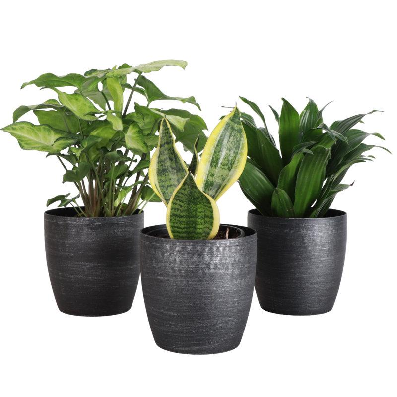 Wayfair Live Low Light Houseplant Set Of 3