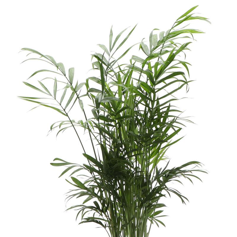 Wayfair Live Parlor Palm Plant Set (Set Of 3)