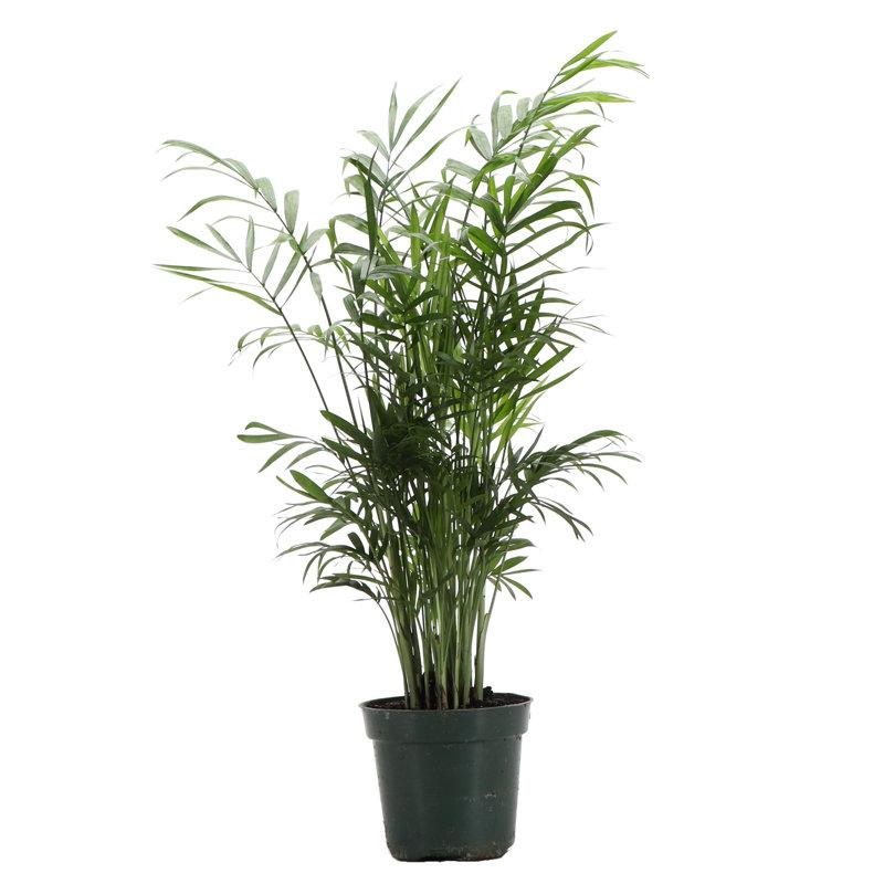 Wayfair Live Parlor Palm Plant Set (Set Of 3)