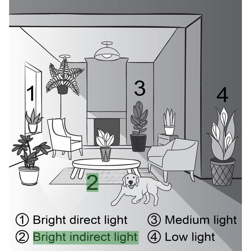 Wayfair Live Parlor Palm Plant Set (Set Of 3)