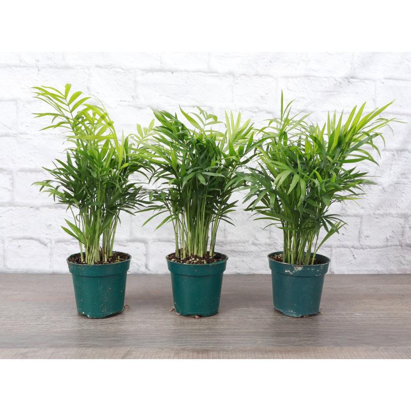 Wayfair Live Parlor Palm Plant Set (Set of 3)