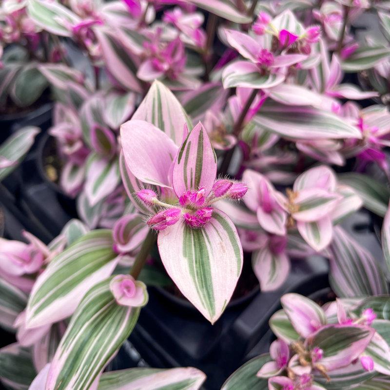 Wayfair Live Tradescantia Nanouk Plant