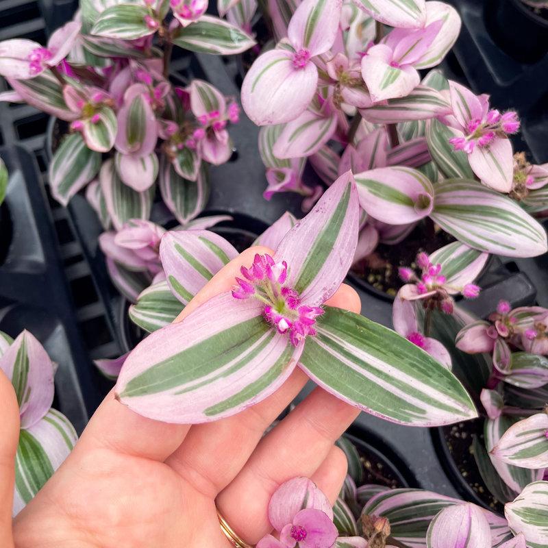 Wayfair Live Tradescantia Nanouk Plant