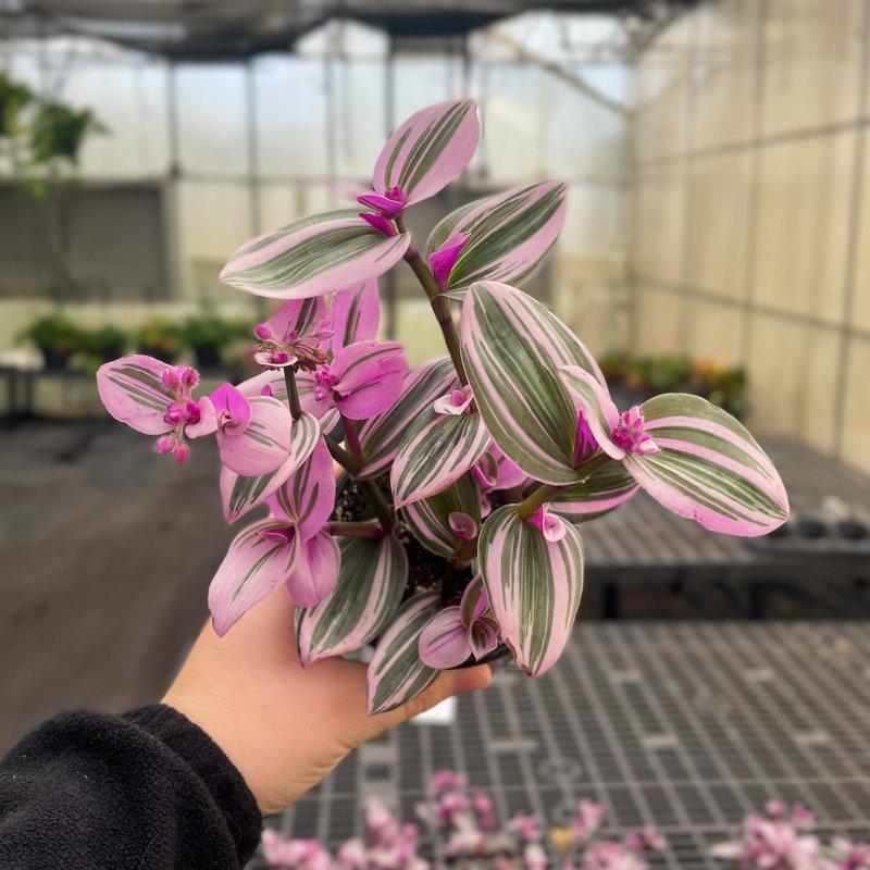 Wayfair Live Tradescantia Nanouk Plant