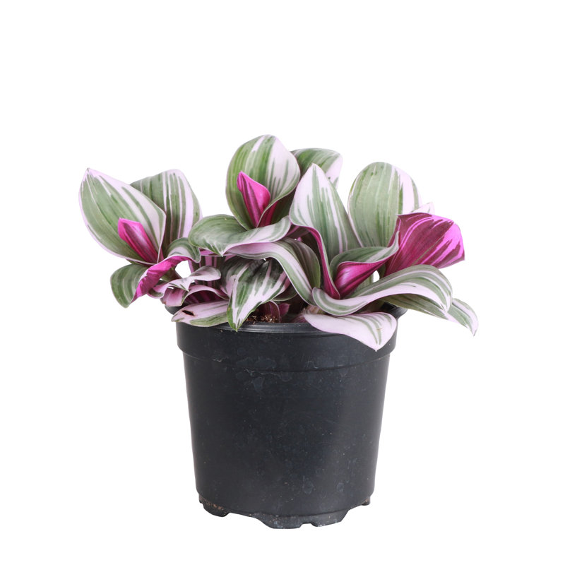 Wayfair Live Tradescantia Nanouk Plant