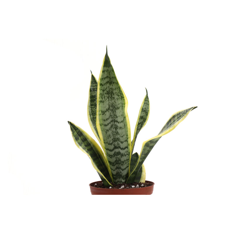 Wayfair Live Variegated Snake Plant Set (Set Of 3)