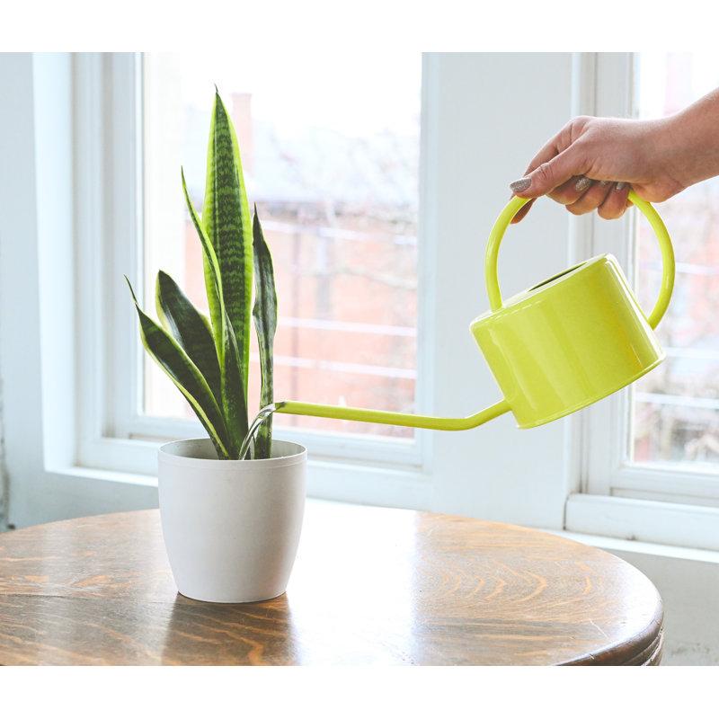 Wayfair Live Variegated Snake Plant Set (Set Of 3)