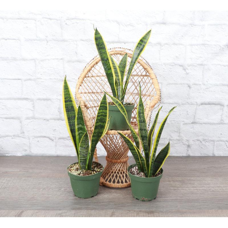 Wayfair Live Variegated Snake Plant Set (Set of 3)