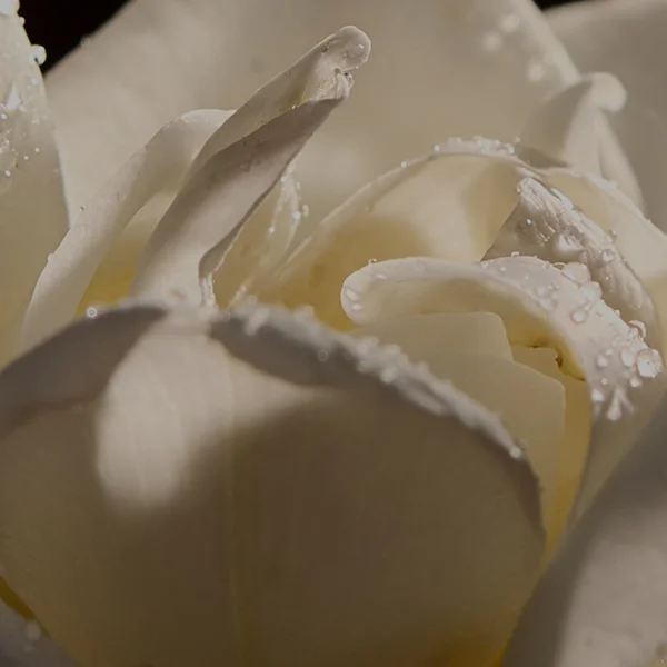 ESPA Positivity Scented Candle 240g