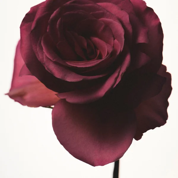 Fenty Eau De Parfum Travel Spray 10ml