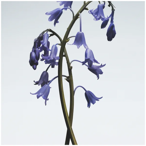 Jo Malone London Wild Bluebell Body And Hand Lotion 100ml