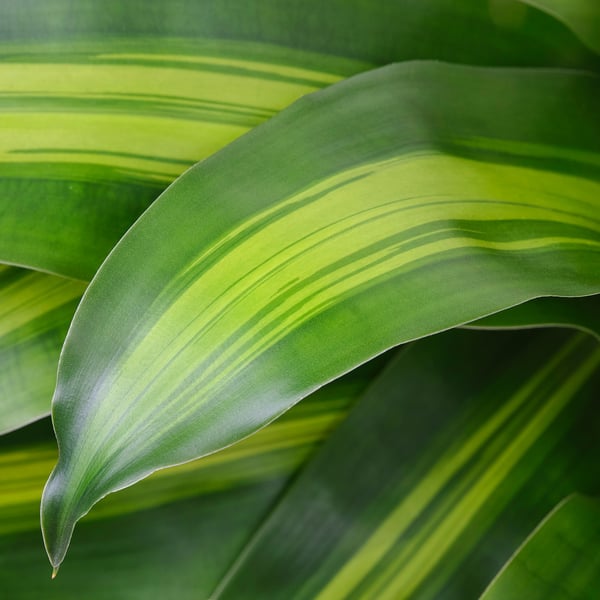 IKEA DRACAENA MASSANGEANA Potted Plant Dom Plant 2-stem 9 "