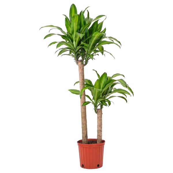 IKEA DRACAENA MASSANGEANA Potted plant Dom plant 2-stem 9 "