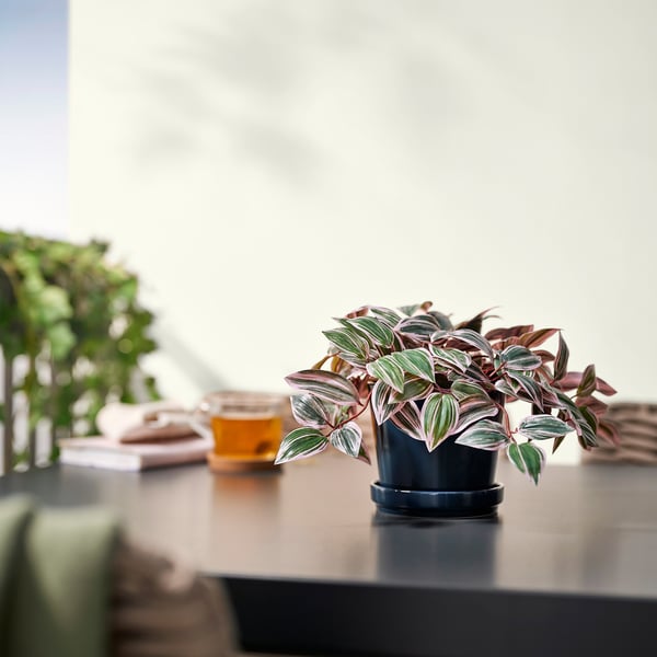 IKEA FEJKA Artificial Potted Plant Indoor/outdoor Spiderwort/lilac 4 ¾ "
