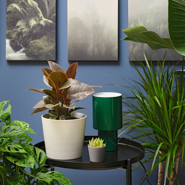 IKEA FICUS ELASTICA Potted Plant Rubber Plant Assorted Species Plants 6 "