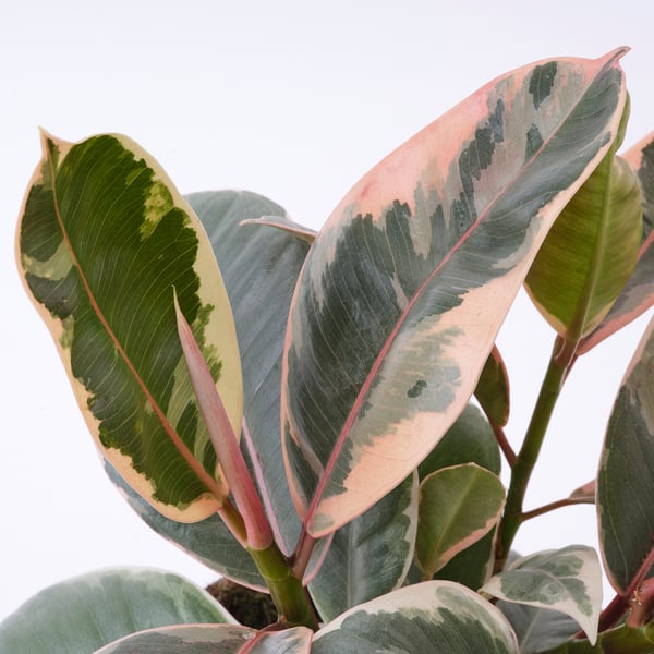 IKEA FICUS ELASTICA Potted Plant Rubber Plant Assorted Species Plants 6 "
