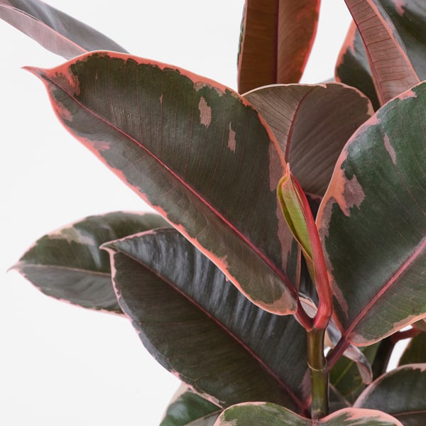 IKEA FICUS ELASTICA Potted Plant Rubber Plant Assorted Species Plants 6 "