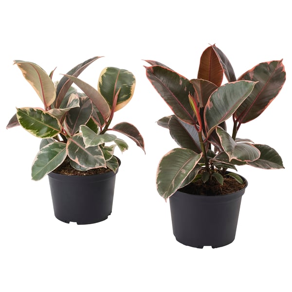 IKEA FICUS ELASTICA Potted plant Rubber plant assorted species plants 6 "