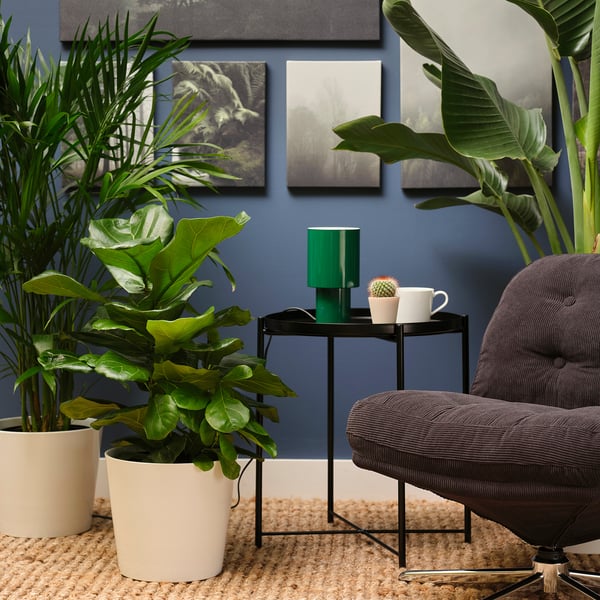 IKEA FICUS LYRATA Potted Plant Fiddle-leaf Fig 9 ½ "