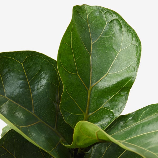 IKEA FICUS LYRATA Potted Plant Fiddle-leaf Fig 9 ½ "