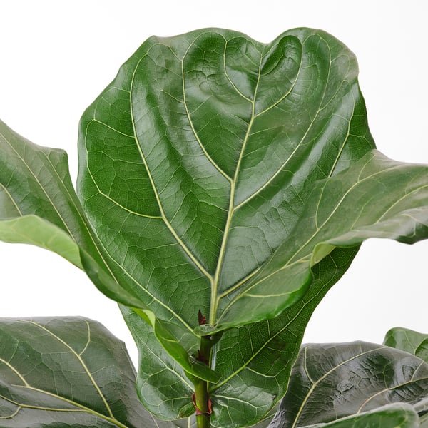 IKEA FICUS LYRATA Potted Plant Fiddle-leaf Fig 9 ½ "