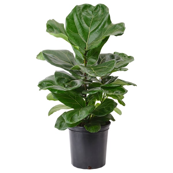 IKEA FICUS LYRATA Potted plant fiddle-leaf fig 9 ½ "