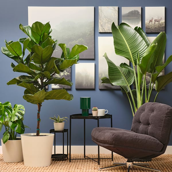 IKEA FICUS LYRATA Potted Plant Fiddle-leaf Fig/stem 12 "
