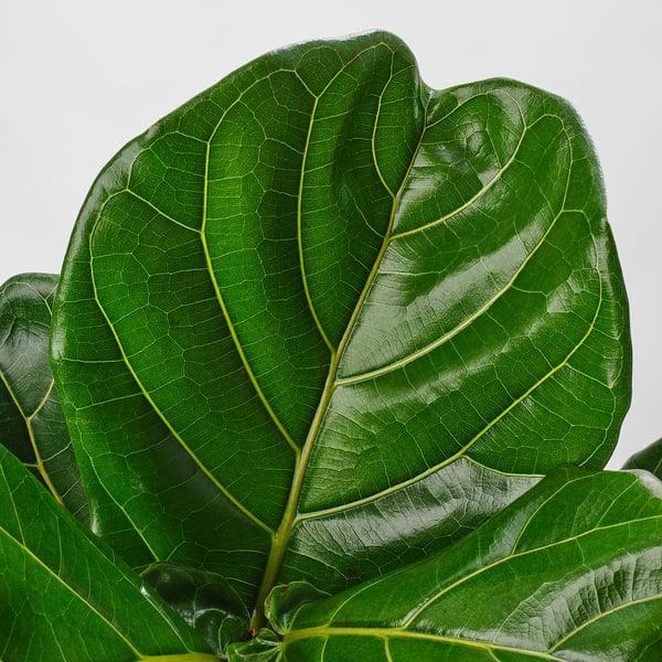 IKEA FICUS LYRATA Potted Plant Fiddle-leaf Fig/stem 12 "