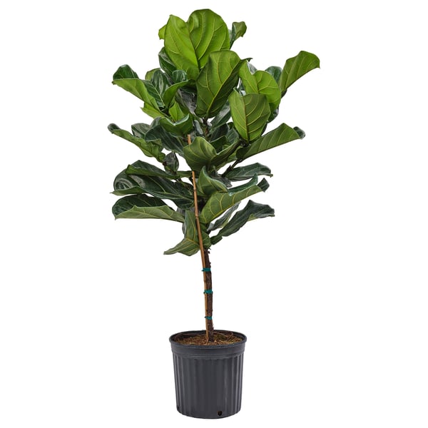 IKEA FICUS LYRATA Potted plant fiddle-leaf fig/stem 12 "
