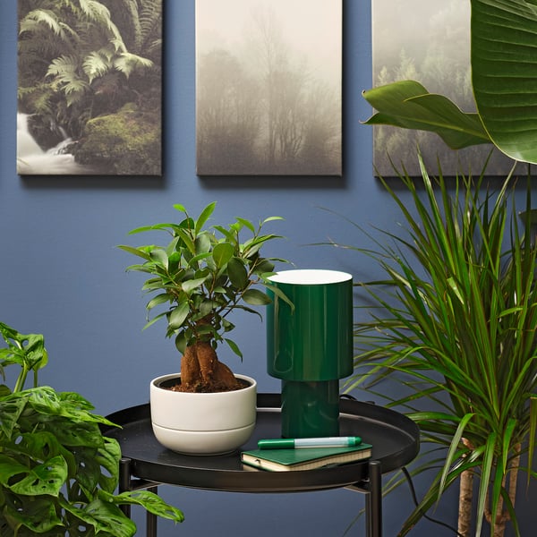 IKEA FICUS Plant With Pot Bonsai/assorted Colors 5 ½ "