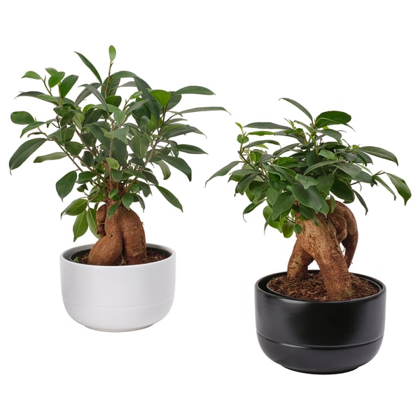 IKEA FICUS Plant with pot bonsai/assorted colors 5 ½ "